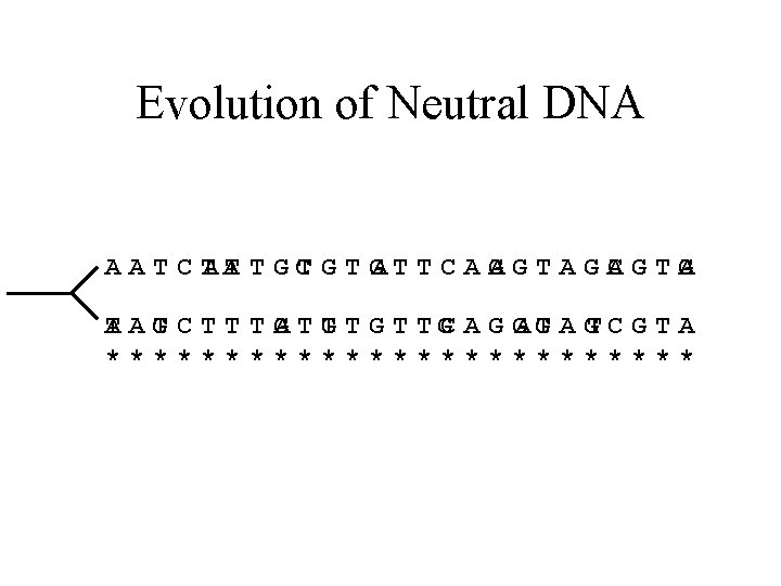 Evolution of Neutral DNA AATCT AA TTGC T GA T T C A G