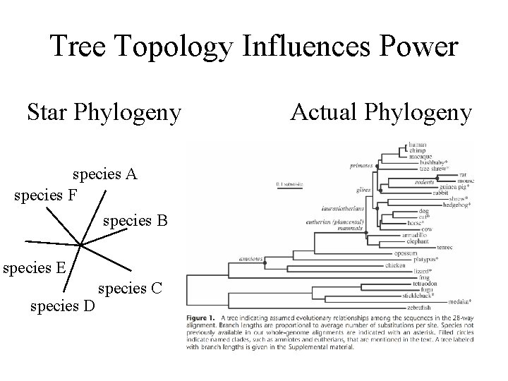 Tree Topology Influences Power Star Phylogeny species A species F species B species E