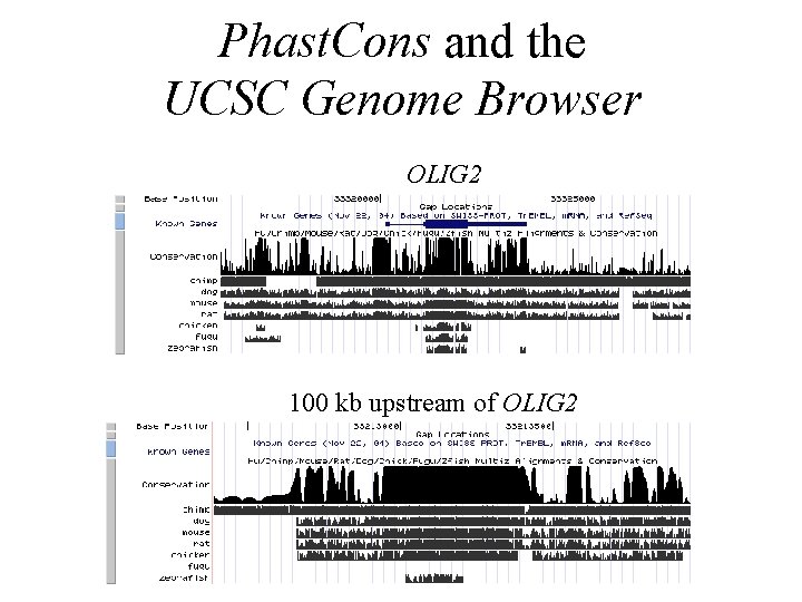 Phast. Cons and the UCSC Genome Browser OLIG 2 100 kb upstream of OLIG