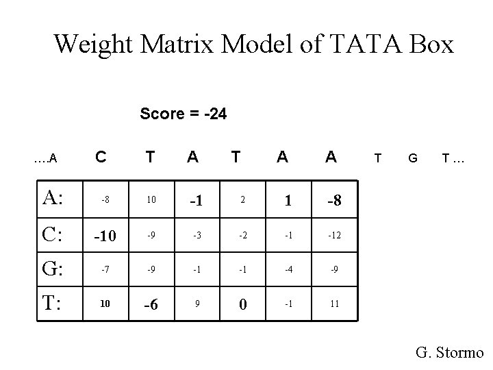 Weight Matrix Model of TATA Box Score = -24 C T A: -8 10