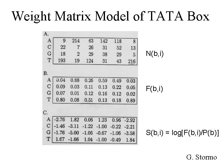 Weight Matrix Model of TATA Box N(b, i) F(b, i) S(b, i) = log[F(b,
