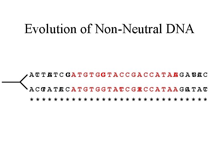 Evolution of Non-Neutral DNA AT CTA GT C C GA T GC GTACCGACCATAA GGAT