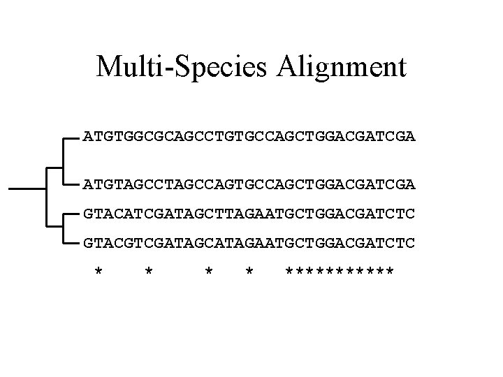 Multi-Species Alignment ATGTGGCGCAGCCTGTGCCAGCTGGACGATCGA ATGTAGCCAGTGCCAGCTGGACGATCGA GTACATCGATAGCTTAGAATGCTGGACGATCTC GTACGTCGATAGCATAGAATGCTGGACGATCTC * * ****** 