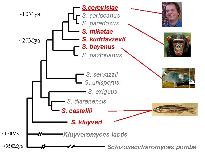 ~10 Mya ~20 Mya S. cerevisiae S. cariocanus S. paradoxus S. mikatae S. kudriavzevii