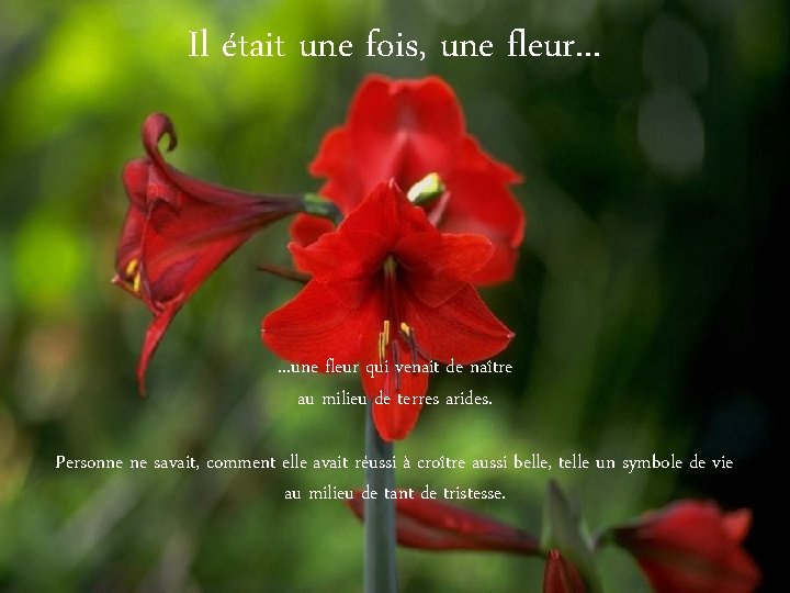 Il était une fois, une fleur. . . une fleur qui venait de naître