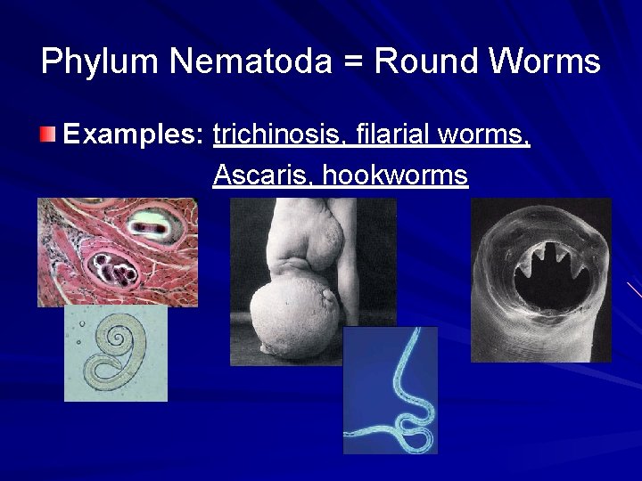 Phylum Nematoda = Round Worms Examples: trichinosis, filarial worms, Ascaris, hookworms 