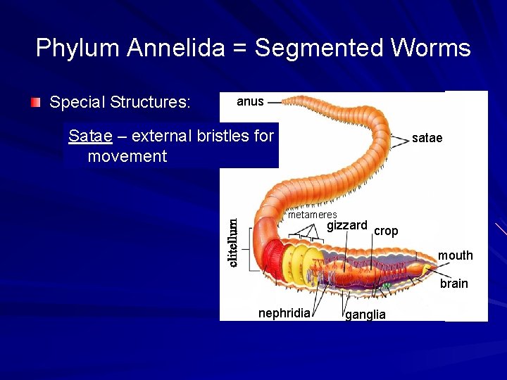 Phylum Annelida = Segmented Worms Special Structures: anus Satae – external bristles for movement