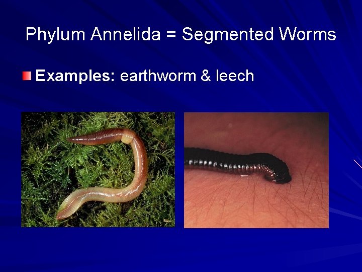 Phylum Annelida = Segmented Worms Examples: earthworm & leech 
