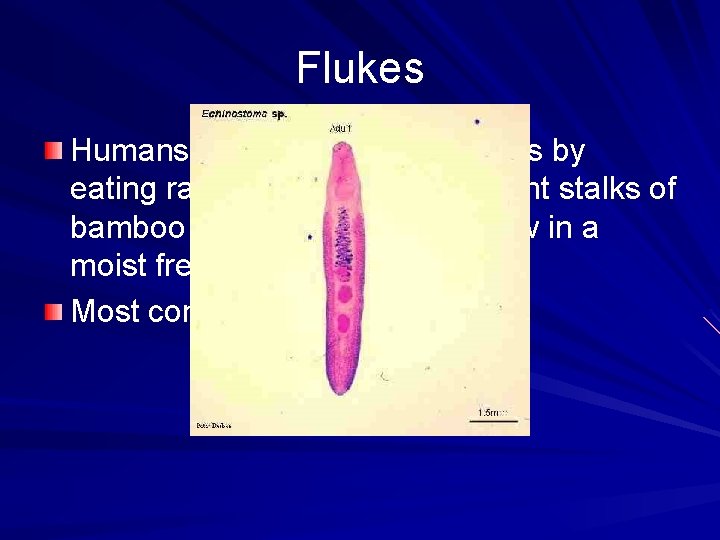 Flukes Humans ingest the eggs of flukes by eating raw fish, or eating the