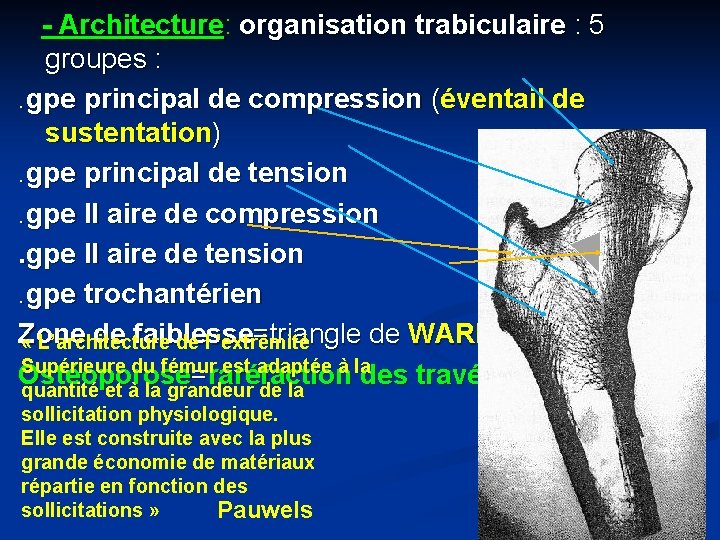 - Architecture: organisation trabiculaire : 5 groupes : . gpe principal de compression (éventail
