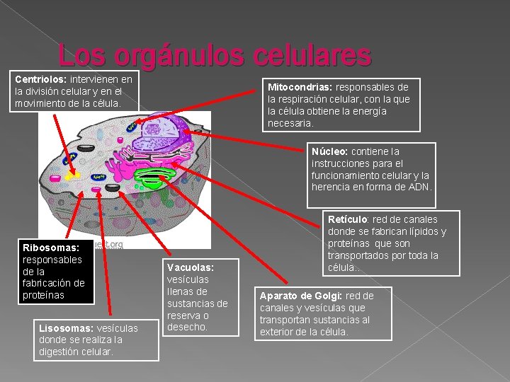 Los orgánulos celulares Centriolos: intervienen en la división celular y en el movimiento de