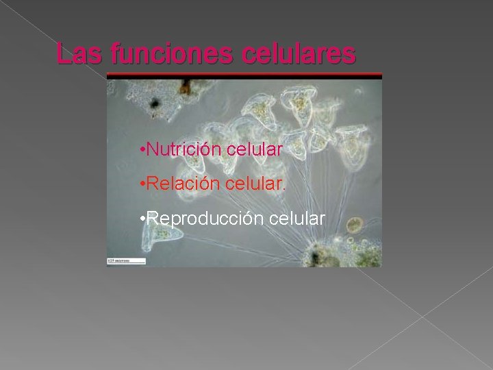 Las funciones celulares • Nutrición celular • Relación celular. • Reproducción celular 