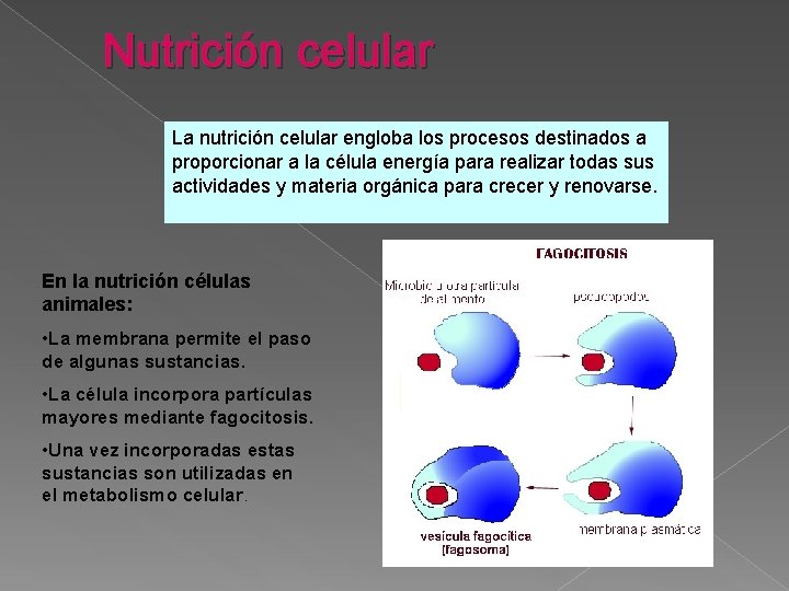 Nutrición celular La nutrición celular engloba los procesos destinados a proporcionar a la célula