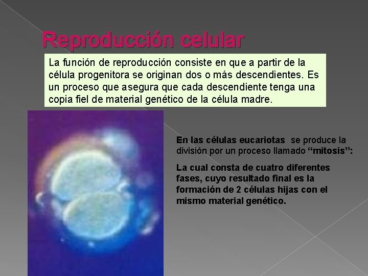 Reproducción celular La función de reproducción consiste en que a partir de la célula