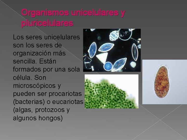 Organismos unicelulares y pluricelulares Los seres unicelulares son los seres de organización más sencilla.