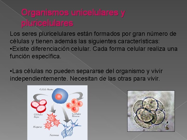 Organismos unicelulares y pluricelulares Los seres pluricelulares están formados por gran número de células