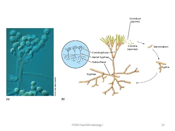 Conidium (spore) Conidia (spores) Germination Conidiophore Aerial hyphae Subsurface Hyphae FE 206 Food Microbiology