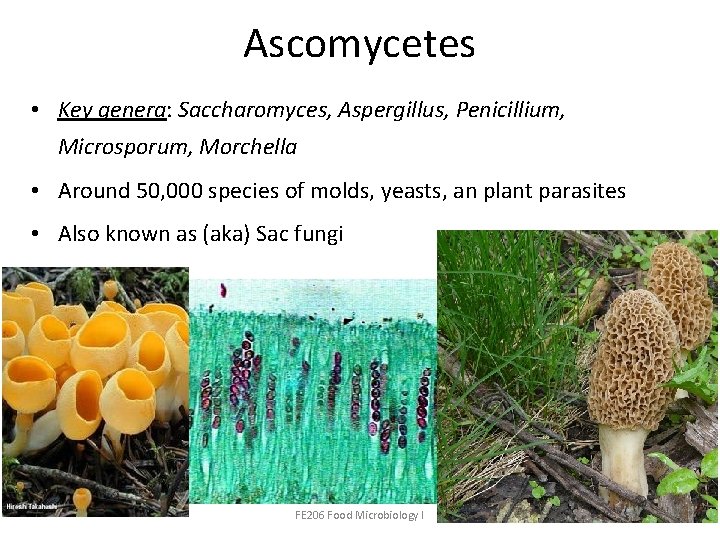 Ascomycetes • Key genera: Saccharomyces, Aspergillus, Penicillium, Microsporum, Morchella • Around 50, 000 species