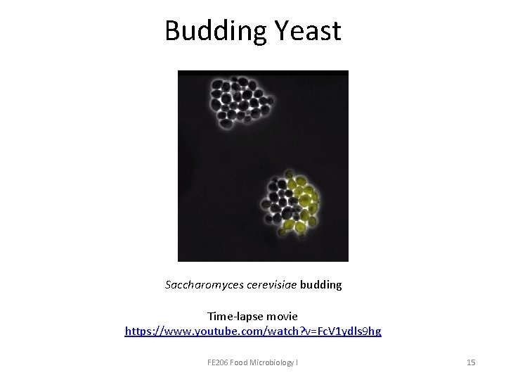 Budding Yeast Saccharomyces cerevisiae budding Time-lapse movie https: //www. youtube. com/watch? v=Fc. V 1