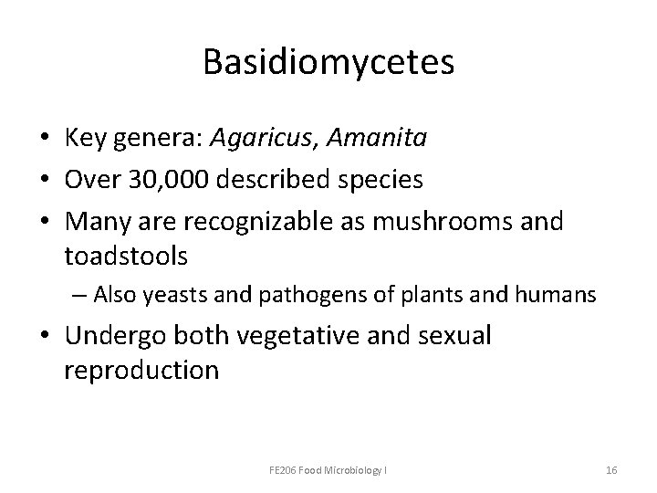 Basidiomycetes • Key genera: Agaricus, Amanita • Over 30, 000 described species • Many