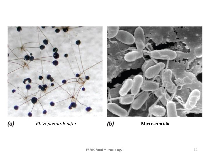 Rhizopus stolonifer Microsporidia FE 206 Food Microbiology I 19 