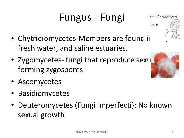 Fungus - Fungi • Chytridiomycetes-Members are found in soil, fresh water, and saline estuaries.