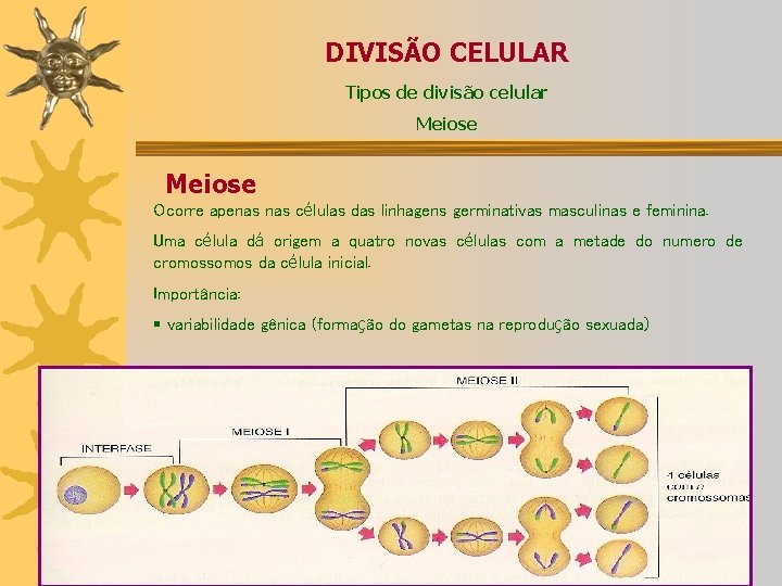 DIVISÃO CELULAR Tipos de divisão celular Meiose Ocorre apenas células das linhagens germinativas masculinas