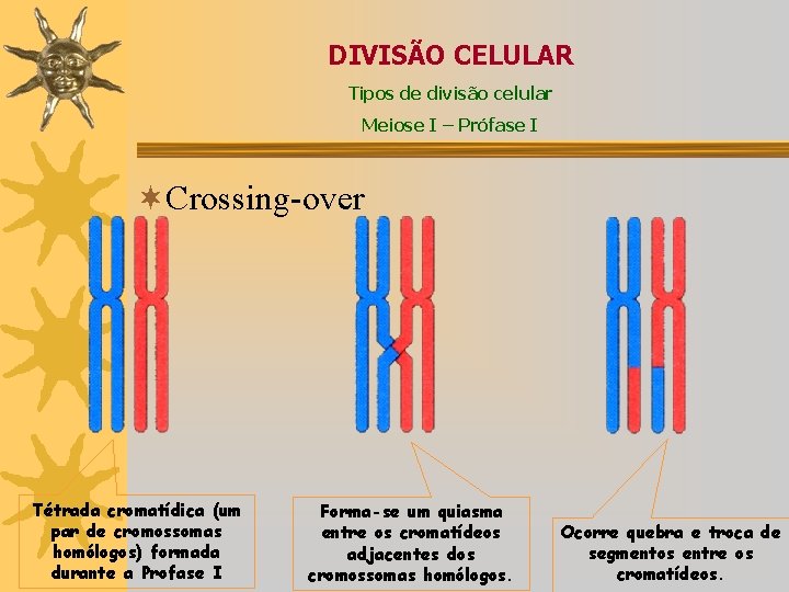 DIVISÃO CELULAR Tipos de divisão celular Meiose I – Prófase I ¬Crossing-over Tétrada cromatídica