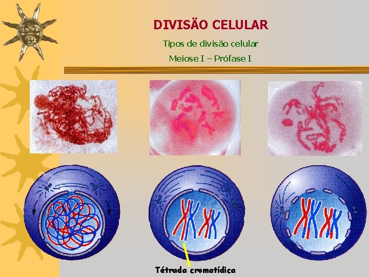 DIVISÃO CELULAR Tipos de divisão celular Meiose I – Prófase I Tétrada cromatídica 