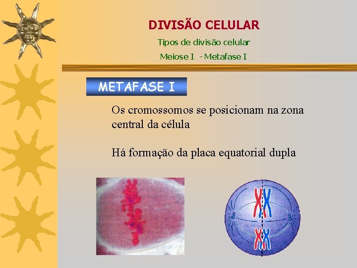 DIVISÃO CELULAR Tipos de divisão celular Meiose I - Metafase I METAFASE I Os