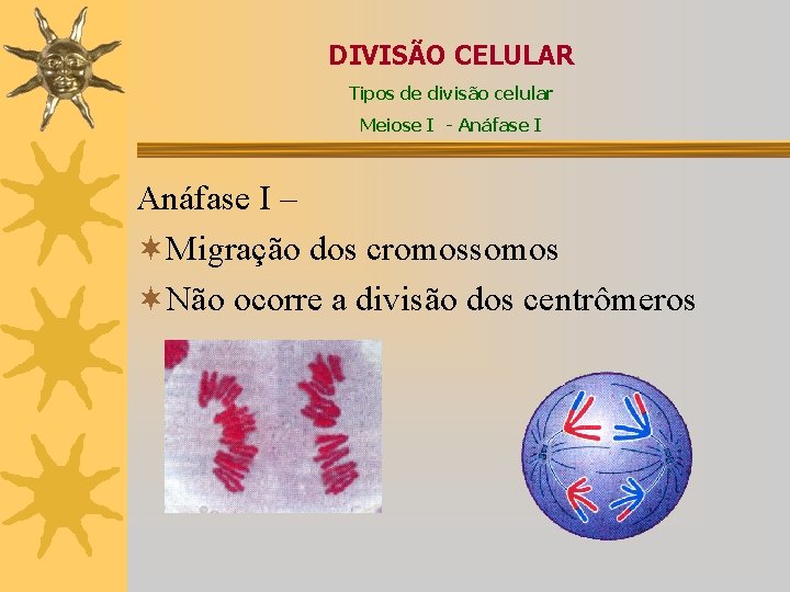 DIVISÃO CELULAR Tipos de divisão celular Meiose I - Anáfase I – ¬Migração dos