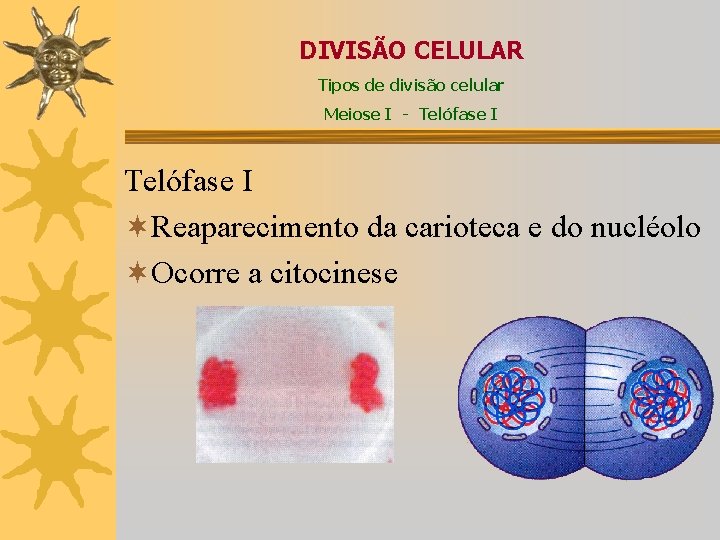 DIVISÃO CELULAR Tipos de divisão celular Meiose I - Telófase I ¬Reaparecimento da carioteca