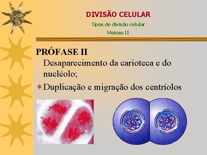 DIVISÃO CELULAR Tipos de divisão celular Meiose II PRÓFASE II Desaparecimento da carioteca e
