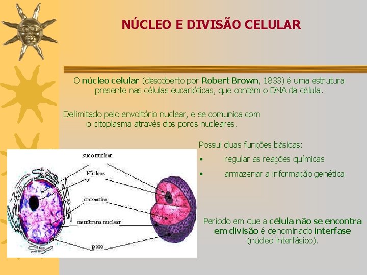 NÚCLEO E DIVISÃO CELULAR O núcleo celular (descoberto por Robert Brown, 1833) é uma