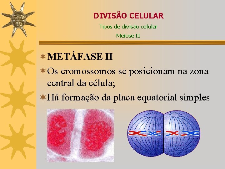 DIVISÃO CELULAR Tipos de divisão celular Meiose II ¬METÁFASE II ¬Os cromossomos se posicionam