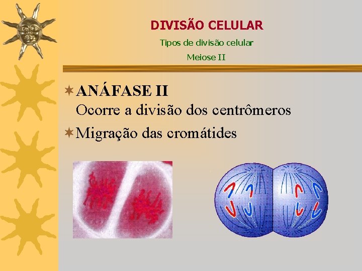 DIVISÃO CELULAR Tipos de divisão celular Meiose II ¬ANÁFASE II Ocorre a divisão dos