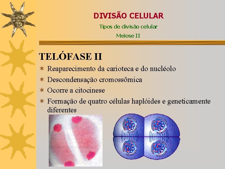 DIVISÃO CELULAR Tipos de divisão celular Meiose II TELÓFASE II ¬ Reaparecimento da carioteca