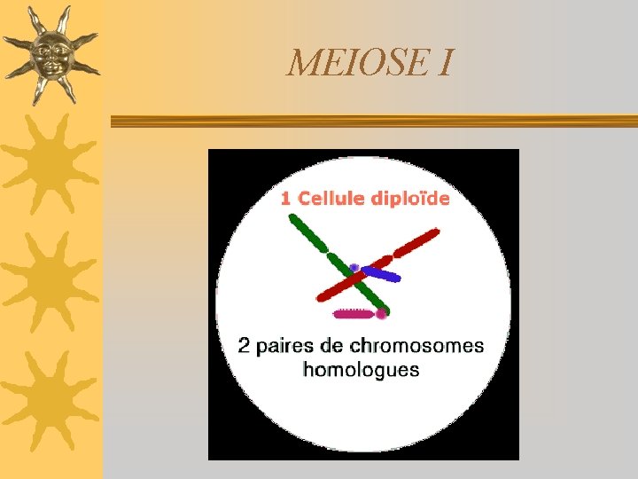 MEIOSE I 