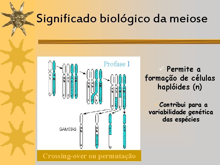 Significado biológico da meiose Profase I ü Permite a formação de células haplóides (n)