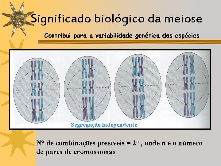 Significado biológico da meiose üContribui para a variabilidade genética das espécies Segregação independente N°