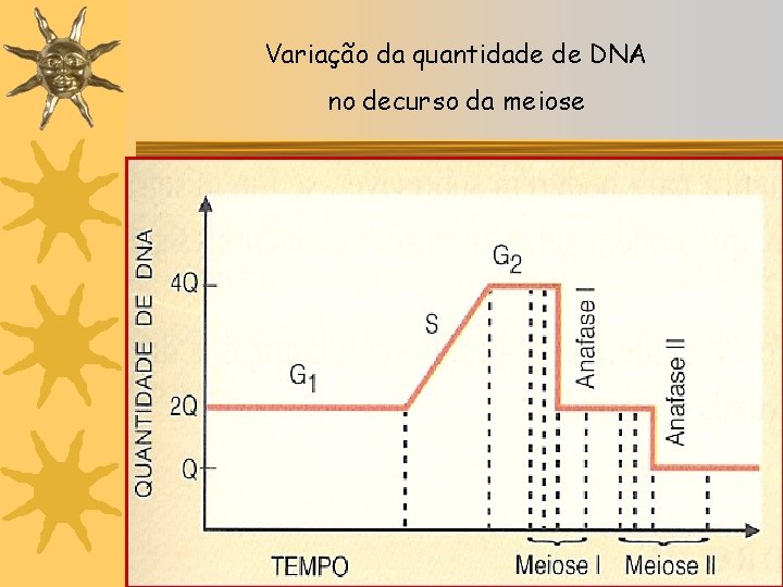 Variação da quantidade de DNA no decurso da meiose 