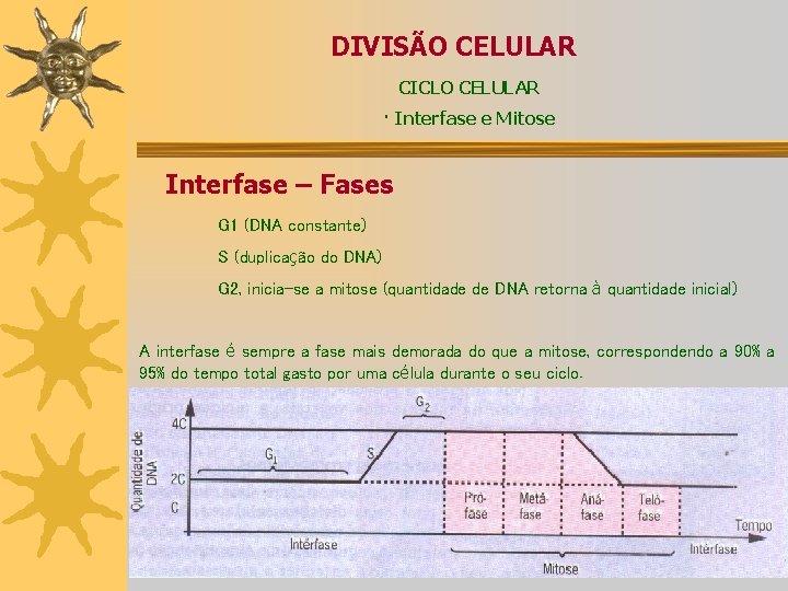 DIVISÃO CELULAR CICLO CELULAR · Interfase e Mitose Interfase – Fases G 1 (DNA