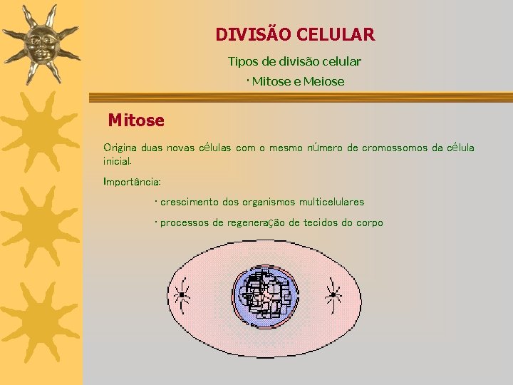 DIVISÃO CELULAR Tipos de divisão celular · Mitose e Meiose Mitose Origina duas novas