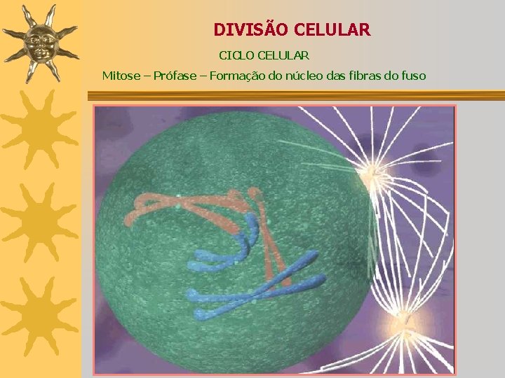 DIVISÃO CELULAR CICLO CELULAR Mitose – Prófase – Formação do núcleo das fibras do