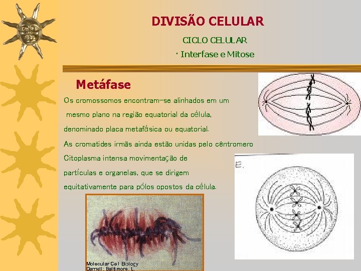 DIVISÃO CELULAR CICLO CELULAR · Interfase e Mitose Metáfase Os cromossomos encontram-se alinhados em