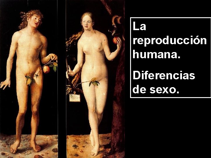 La reproducción humana. Diferencias de sexo. 