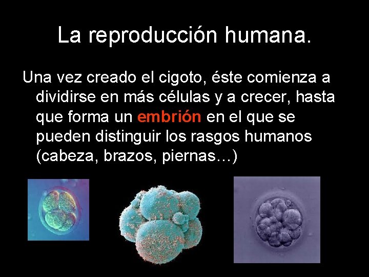 La reproducción humana. Una vez creado el cigoto, éste comienza a dividirse en más