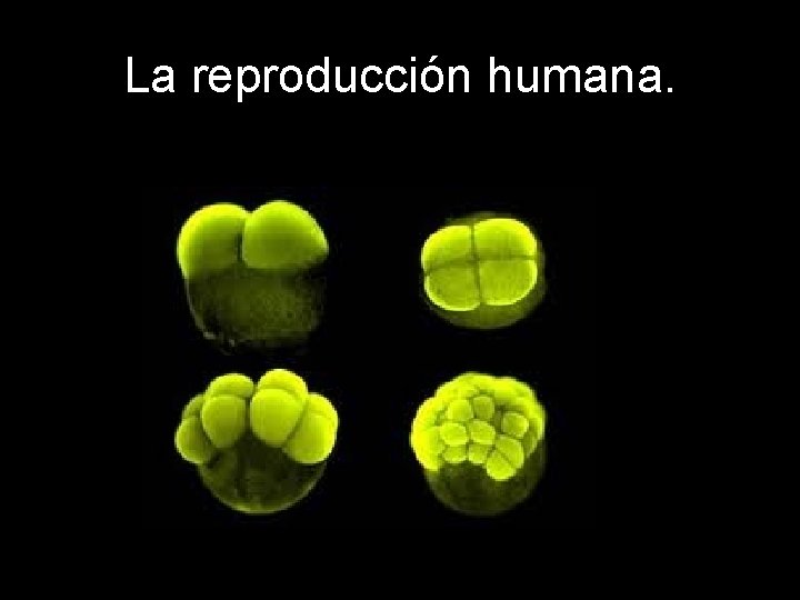 La reproducción humana. 