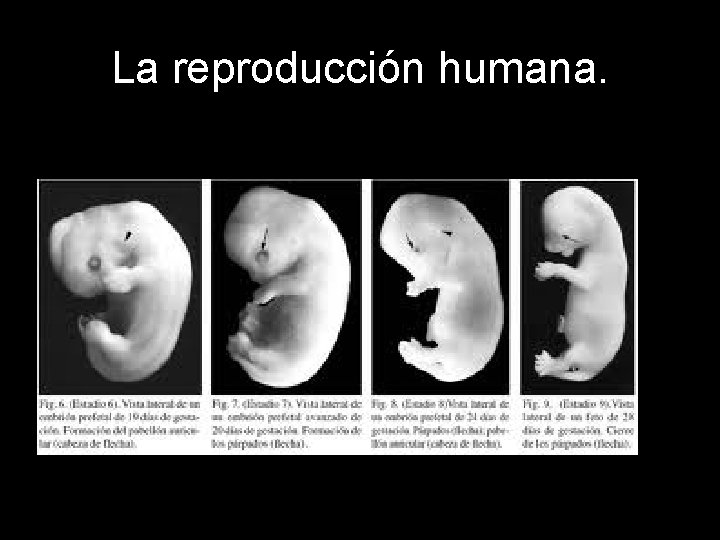 La reproducción humana. 