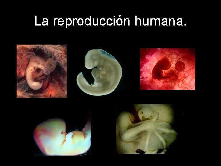 La reproducción humana. 